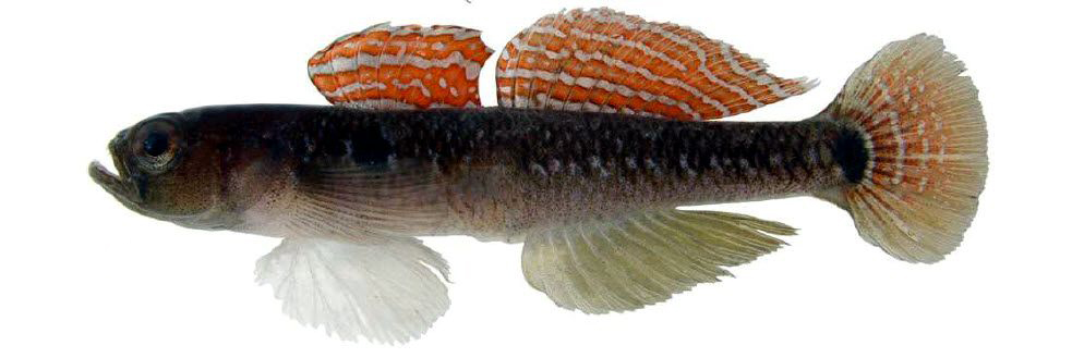 Gobiusculus flavescens_003